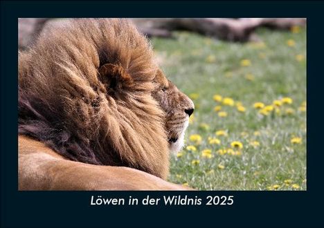 Tobias Becker: Löwen in der Wildnis 2025 Fotokalender DIN A5, Kalender