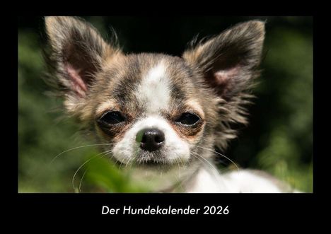 Tobias Becker: Der Hundekalender 2026 Fotokalender DIN A3, Kalender