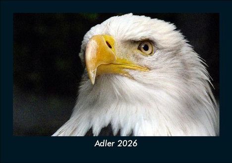 Tobias Becker: Adler 2026 Fotokalender DIN A5, Kalender