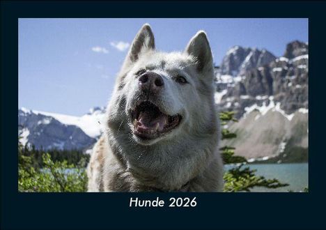 Tobias Becker: Hunde 2026 Fotokalender DIN A5, Kalender