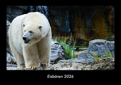 Kevin Heber: Eisbären 2026 Fotokalender DIN A3, Kalender