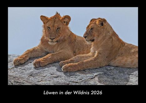 Tobias Becker: Löwen in der Wildnis 2026 Fotokalender DIN A3, Kalender