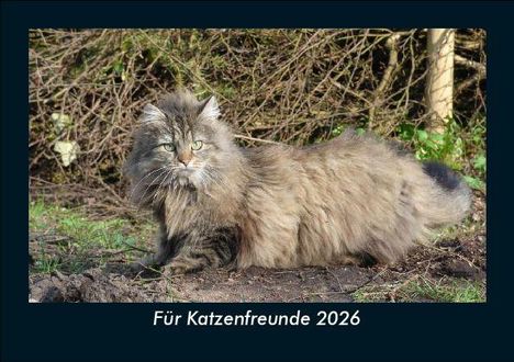 Tobias Becker: Für Katzenfreunde 2026 Fotokalender DIN A5, Kalender