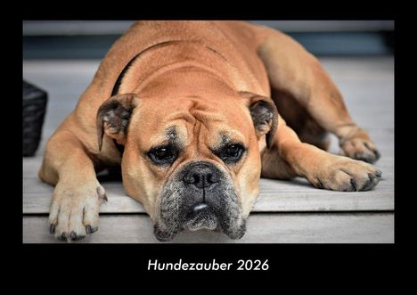 Tobias Becker: Hundezauber 2026 Fotokalender DIN A3, Kalender