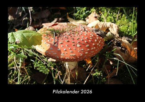 Tobias Becker: Pilzkalender 2026 Fotokalender DIN A3, Kalender