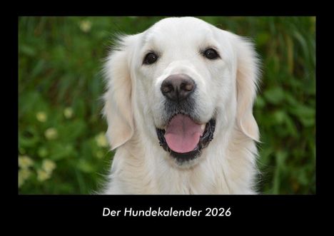 Tobias Becker: Der Hundekalender 2026 Fotokalender DIN A3, Kalender