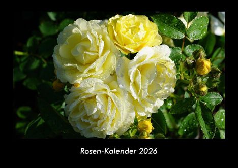 Tobias Becker: Rosen-Kalender 2026 Fotokalender DIN A3, Kalender