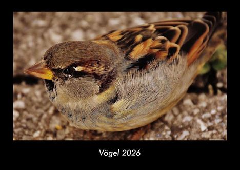 Tobias Becker: Vögel 2026 Fotokalender DIN A3, Kalender