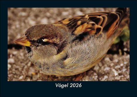 Tobias Becker: Vögel 2026 Fotokalender DIN A5, Kalender