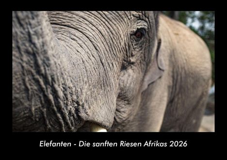 Tobias Becker: Elefanten - Die sanften Riesen Afrikas 2026 Fotokalender DIN A3, Kalender