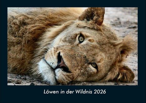 Tobias Becker: Löwen in der Wildnis 2026 Fotokalender DIN A4, Kalender