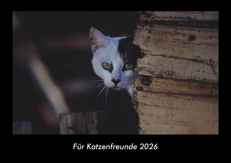 Kevin Heber: Für Katzenfreunde 2026 Fotokalender DIN A3, Kalender