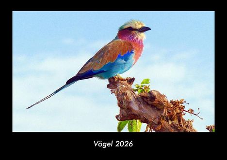Tobias Becker: Vögel 2026 Fotokalender DIN A3, Kalender