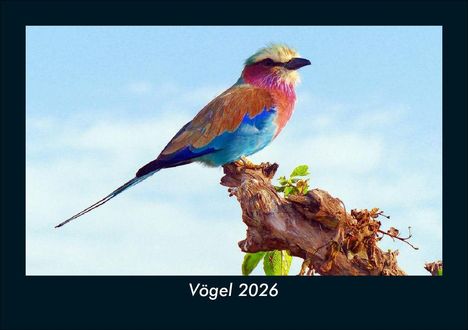 Kevin Heber: Vögel 2026 Fotokalender DIN A5, Kalender
