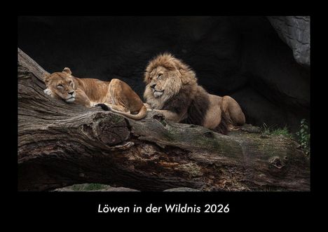 Tobias Becker: Löwen in der Wildnis 2026 Fotokalender DIN A3, Kalender