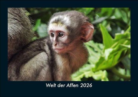 Tobias Becker: Welt der Affen 2026 Fotokalender DIN A5, Kalender