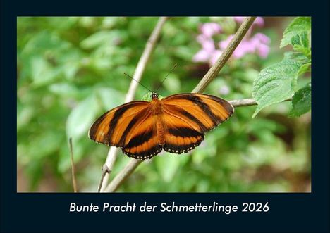 Tobias Becker: Bunte Pracht der Schmetterlinge 2026 Fotokalender DIN A4, Kalender