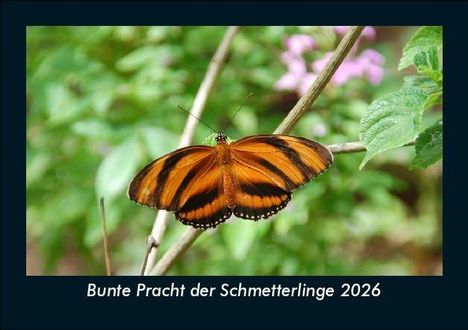 Tobias Becker: Bunte Pracht der Schmetterlinge 2026 Fotokalender DIN A5, Kalender
