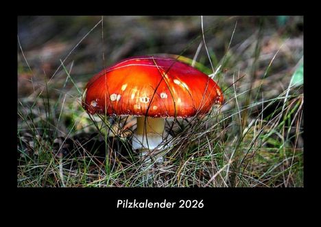 Tobias Becker: Pilzkalender 2026 Fotokalender DIN A3, Kalender
