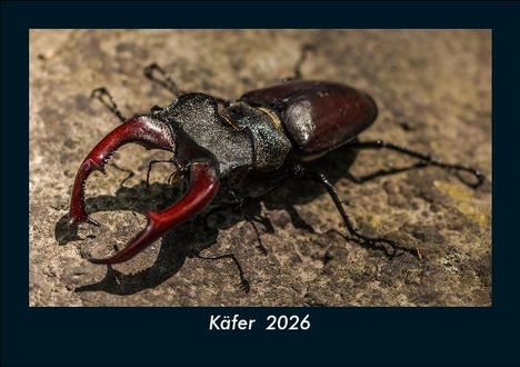 Tobias Becker: Käfer 2026 Fotokalender DIN A5, Kalender
