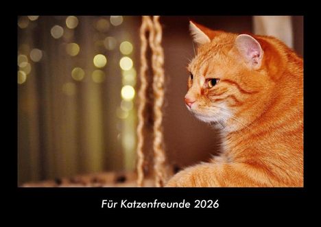 Tobias Becker: Für Katzenfreunde 2026 Fotokalender DIN A3, Kalender