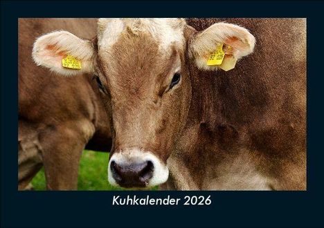Tobias Becker: Kuhkalender 2026 Fotokalender DIN A5, Kalender