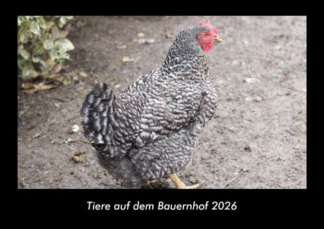 Kevin Heber: Tiere auf dem Bauernhof 2026 Fotokalender DIN A3, Kalender