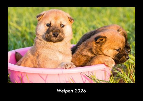 Tobias Becker: Welpen 2026 Fotokalender DIN A3, Kalender