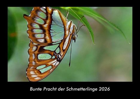 Tobias Becker: Bunte Pracht der Schmetterlinge 2026 Fotokalender DIN A3, Kalender