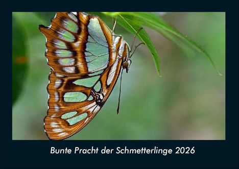 Tobias Becker: Bunte Pracht der Schmetterlinge 2026 Fotokalender DIN A4, Kalender