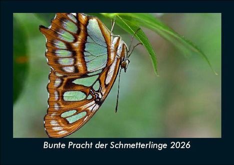 Tobias Becker: Bunte Pracht der Schmetterlinge 2026 Fotokalender DIN A5, Kalender