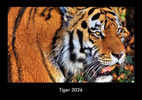 Tobias Becker: Tiger 2026 Fotokalender DIN A3, Kalender