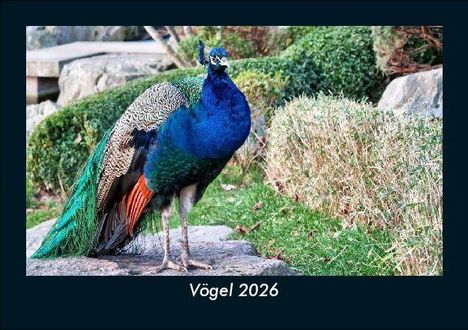 Kevin Heber: Vögel 2026 Fotokalender DIN A5, Kalender