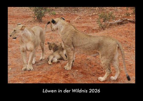 Tobias Becker: Löwen in der Wildnis 2026 Fotokalender DIN A3, Kalender