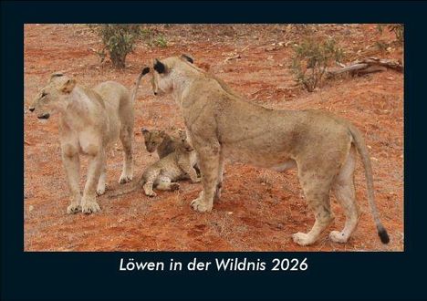 Tobias Becker: Löwen in der Wildnis 2026 Fotokalender DIN A5, Kalender