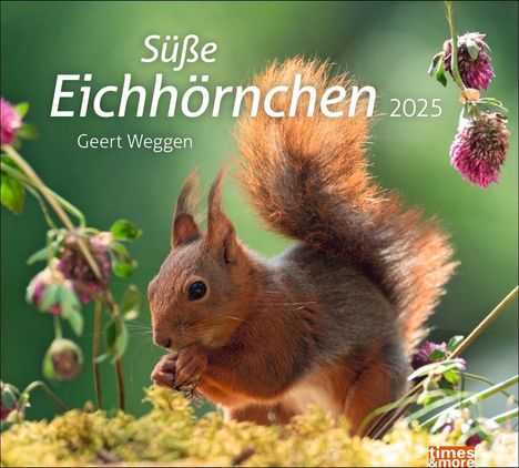 Eichhörnchen Bildkalender 2025, Kalender
