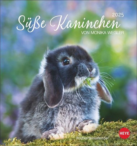 Süße Kaninchen Postkartenkalender 2025, Kalender
