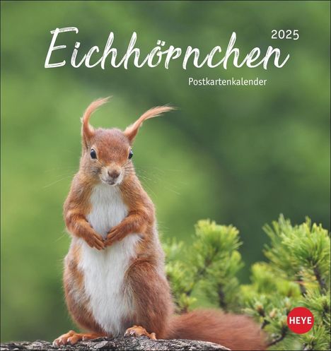 Eichhörnchen Postkartenkalender 2025, Kalender
