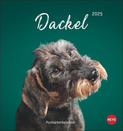 Dackel Postkartenkalender 2025, Kalender