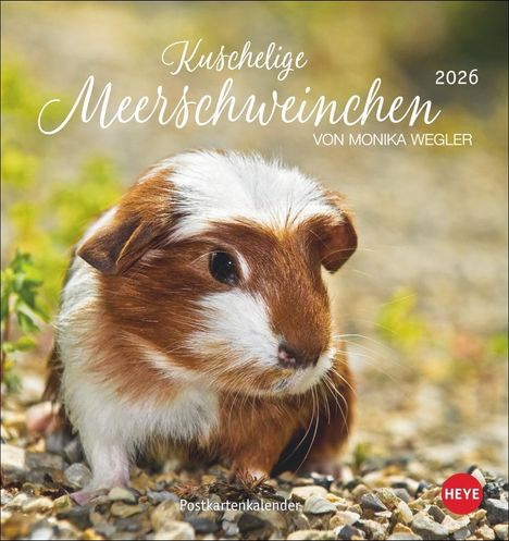 Kuschelige Meerschweinchen Postkartenkalender 2026, Kalender