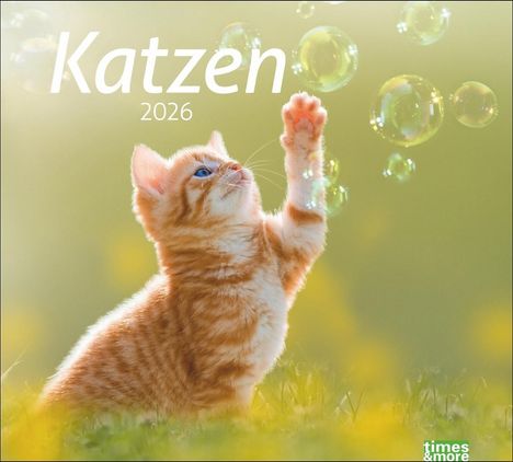 times&more Katzen Bildkalender 2026, Kalender