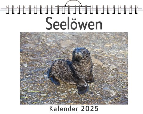 Isabella Richter: Seelöwen, Kalender