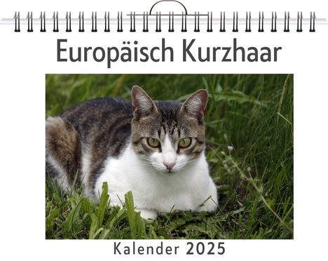 Ella Meyer: Europäisch Kurzhaar, Kalender