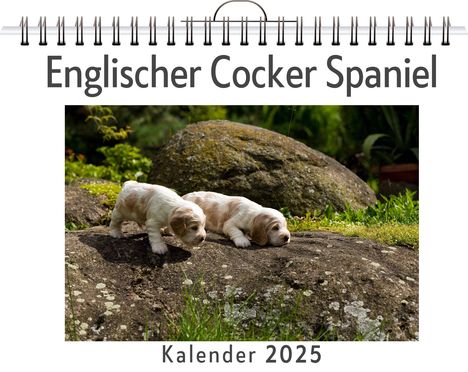 Sofia Weber: Englischer Cocker Spaniel, Kalender