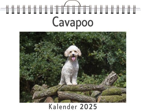 Matteo Schröder: Cavapoo, Kalender