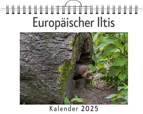 Emilia Hartmann: Europäischer Iltis, Kalender