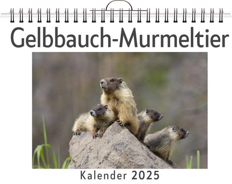 Matteo Neumann: Gelbbauch-Murmeltier, Kalender