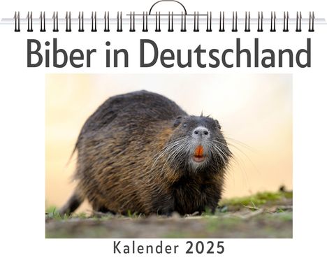 Julia Huber: Biber in Deutschland - (Wandkalender 2025, Kalender DIN A4 quer, Monatskalender im Querformat mit Kalendarium, das perfekte Geschenk), Kalender