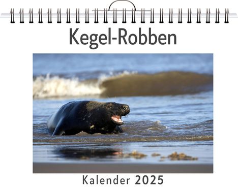 Emma Lehmann: Kegel-Robben - (Wandkalender 2025, Kalender DIN A4 quer, Monatskalender im Querformat mit Kalendarium, das perfekte Geschenk), Kalender