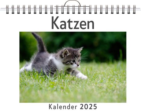 Olivia Münch: Katzen - (Wandkalender 2025, Kalender DIN A4 quer, Monatskalender im Querformat mit Kalendarium, das perfekte Geschenk), Kalender